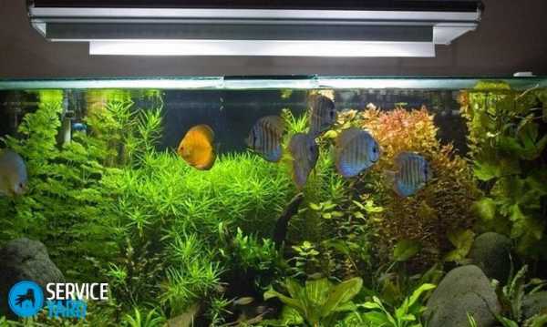 Освещение аквариума светодиодными лампами своими руками Освещение аквариума светодиодными лампами своими руками
